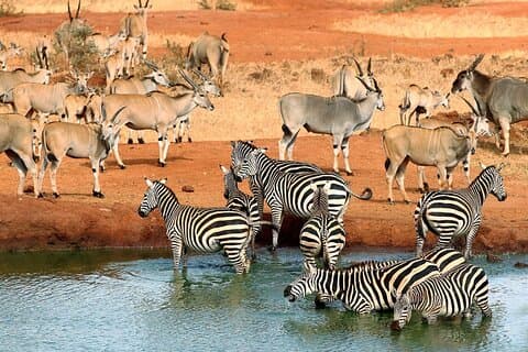 Tsavo East and West, Amboseli 5 Dias de Mombasa