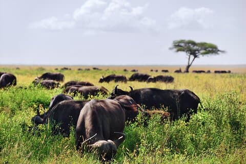 2-Day Tanzania Safari Extension After Kilimanjaro Trek