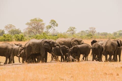 Esperienza safari in campeggio di 7 giorni in Tanzania