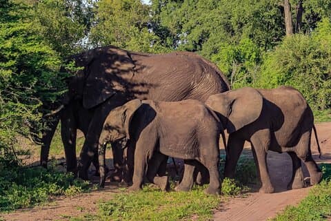 Privat Game Drive i National Park nær Victoria Falls