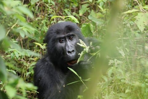 3 dagers privat gorillasporing i Bwindi ugjennomtrengelige skog