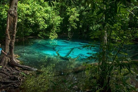 Excursión a la jungla de la cueva del tigre y la piscina esmeralda desde Krabi