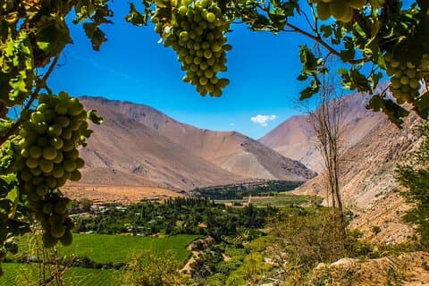 Elqui Valley : Special for Cruises from Port in Coquimbo