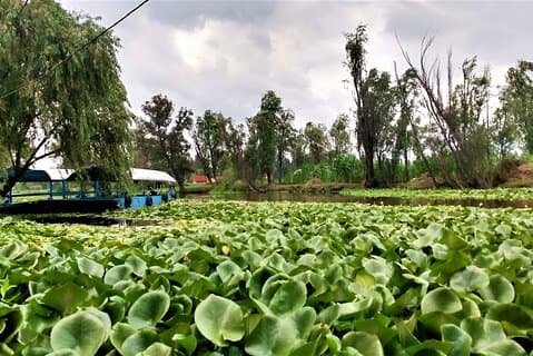 Gita di un giorno a Xochimilco Conosci un cibo nei terreni agricoli e sali su una Trajinera