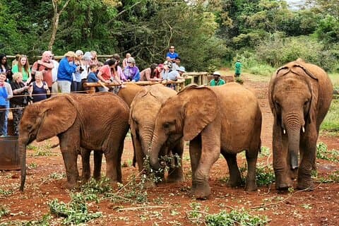 Elephant Orphanage, Giraffe Centre & valfri Nairobi NationalPark