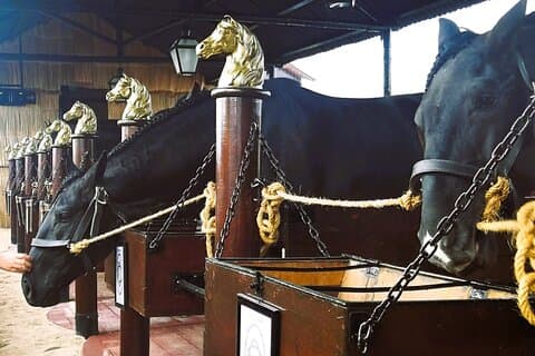 Countryside of Lisbon: Olive Oil production, Winery and Horses