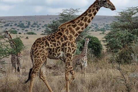 Ettermiddagstur til Nairobi nasjonalpark
