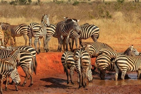 OVERNIGHT SAFARI TO TSAVO EAST NATIONAL PARK FROM MOMBASA orDIANI