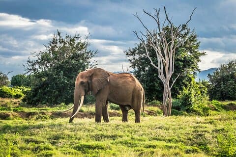 1 Day Group tour to Tsavo East National Park with Buffet Lunch