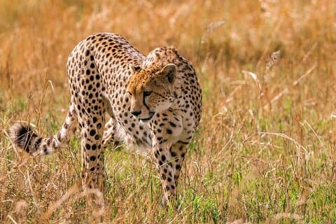 Morgens oder abends Pirschfahrt in Maasai Mara