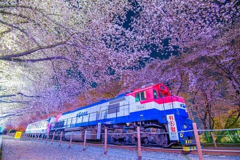 Excursão noturna Jinhae Gunhangje