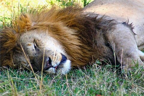 3-dagers safari til Samburu nasjonalreservat fra Nairobi