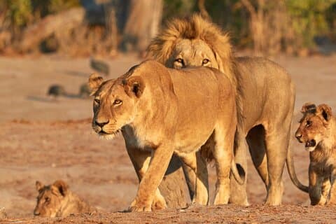 3 dagers Masai Mara privat tur