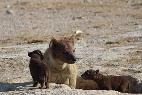7 dagar Kenya Veganer Privat Safari