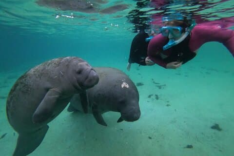 All Inclusive Private Manatee Swim