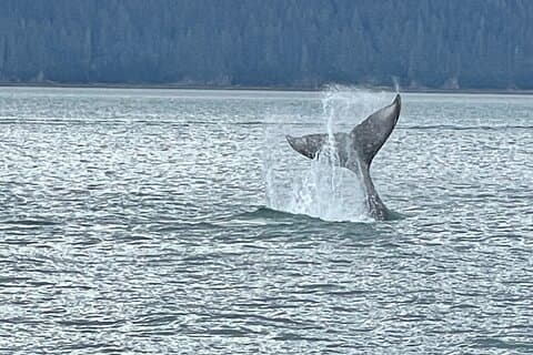 Whale Watching Adventure in Juneau