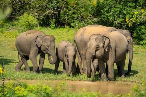 Udawalawe National Park Safari | From Hambantota Port