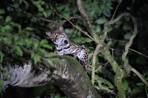 Nachtwanderung durch Monteverde