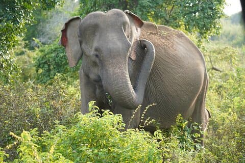 Private Udawalawe Safari Tour with Elephant Transit Home