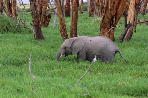 Day Tour To Amboseli National Park