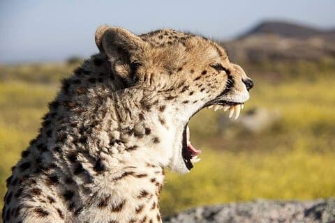 7 dager Privat 4 stjerners hytter Safari by LandCruiser fra Nairobi