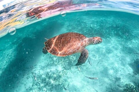 Half a Day Sea Turtles Encounter in Akumal