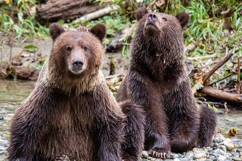 Campbell River, BC: Fuld dag Grizzly Bear Tour i Toba Inlet