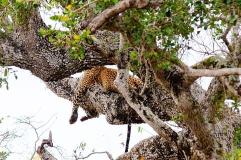 Alt inklusive Yala-safari fra Colombo Negombo-kysten