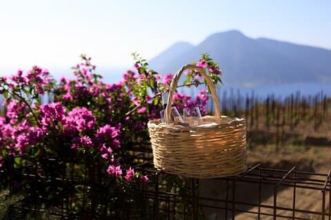 Pic-nic in the vineyard