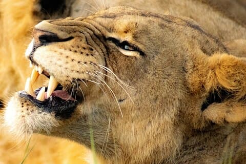 Nairobi National Park Tidig morgon eller eftermiddag Game Drive