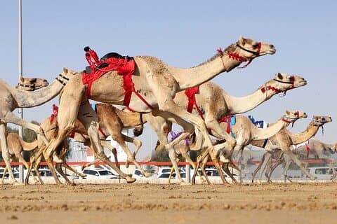 Camel Race live or Camels on training with Al Samriya Farm visit
