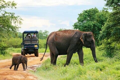 Udawalawe National Park 4 Hours Private Safari Tour