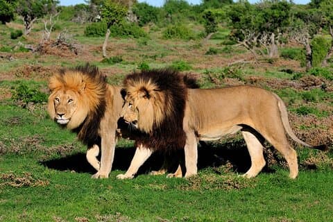 Visita guiada de 4 días en el Parque Nacional Kruger y ruta panorámica
