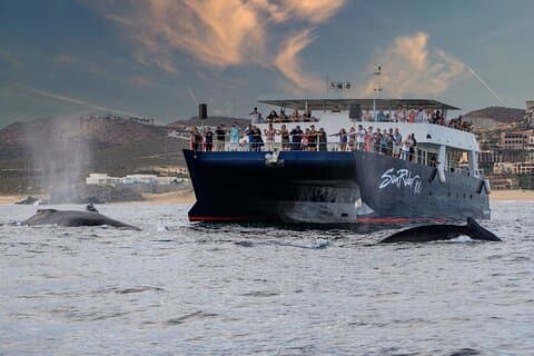 カボ・サンルーカスでホエールウォッチングディナークルーズ