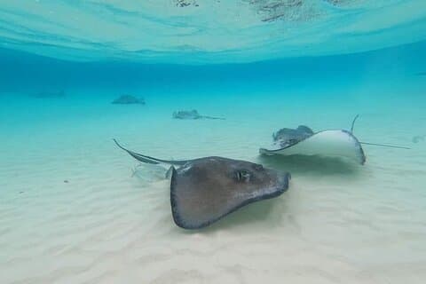 Private Short Tour to Stingray City and Local Welcome Drink