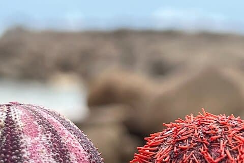 Two Oceans Private Tour