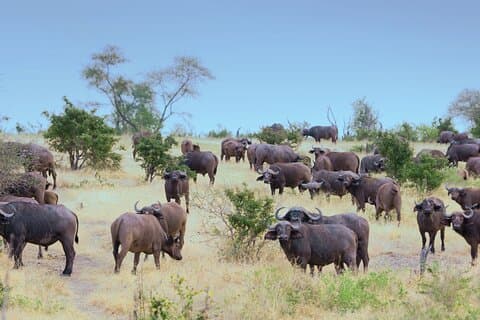 3-dagers privat tur til Selous Nyerere nasjonalpark fra Zanzibar