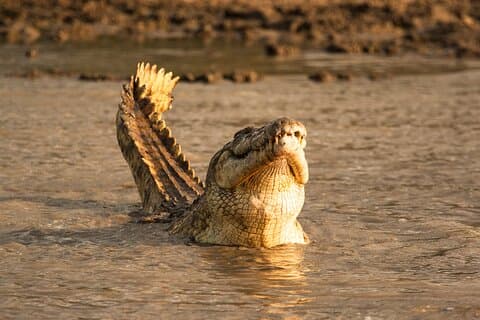 Private 2 Day Selous (Nyerere) Safari Tour from Dar es salaam