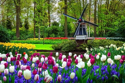 Heldags privat tur til Keukenhof Garden fra Bruxelles