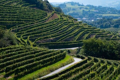 Privat rundvisning i San Sebastian og Getaria med Txakoli-smagning