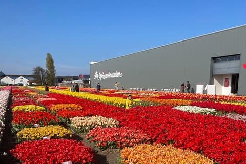Esperienza privata di 5 ore con i tulipani ai giardini Keukenhof