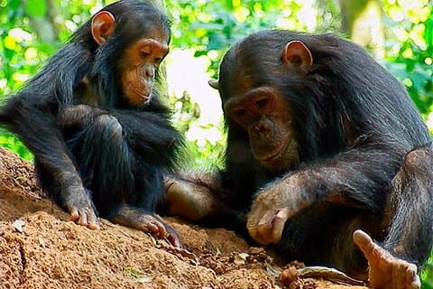 Viagem de 6 dias para rinocerontes e chimpanzés para Mkomazi NP e Gombe Stream NP