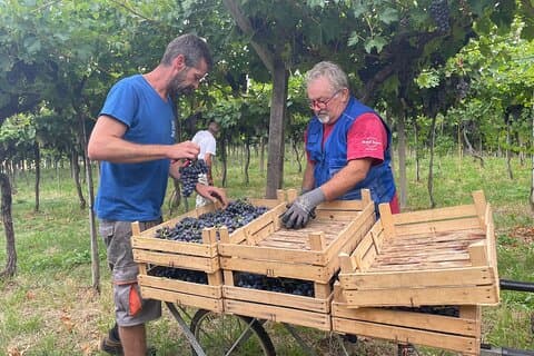 Découvrez le vin Amarone: 1 cave avec délicieux accords mets