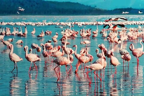 Full Day Private Tour to Lake Nakuru National Park