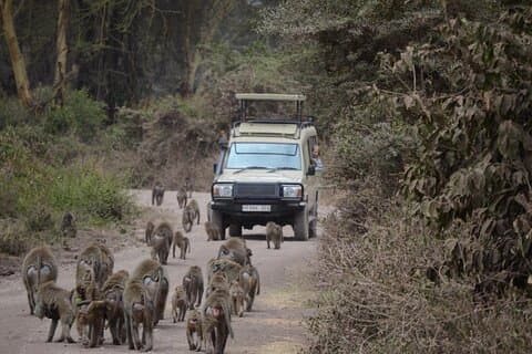 4 Days Group Camping Safari of Tanzania