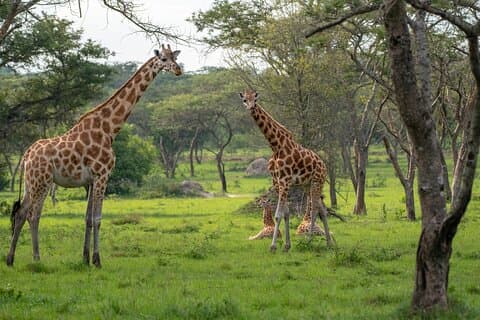 2 - Tag Wildlife Safari zum Lake Mburo Nationalpark