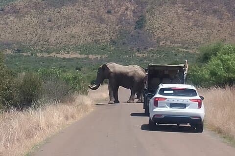 2 Day 1 Night Pilanesberg Safari from Johannesburg