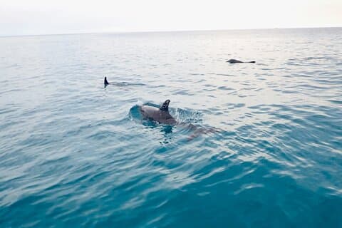 Florida Keys Backcountry Eco Tour from Big Pine Key