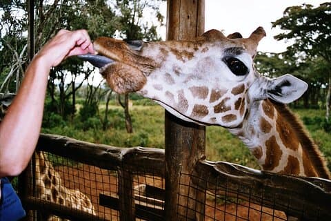 Tour di un giorno al Giraffe Center e al Museo Karen Blixen