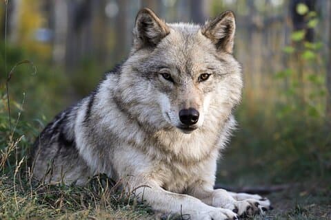 Ticket für den Spaziergang durch das Yamnuska Wolfdog Sanctuary in Kanada